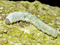 probable Apethymus filiformis larva